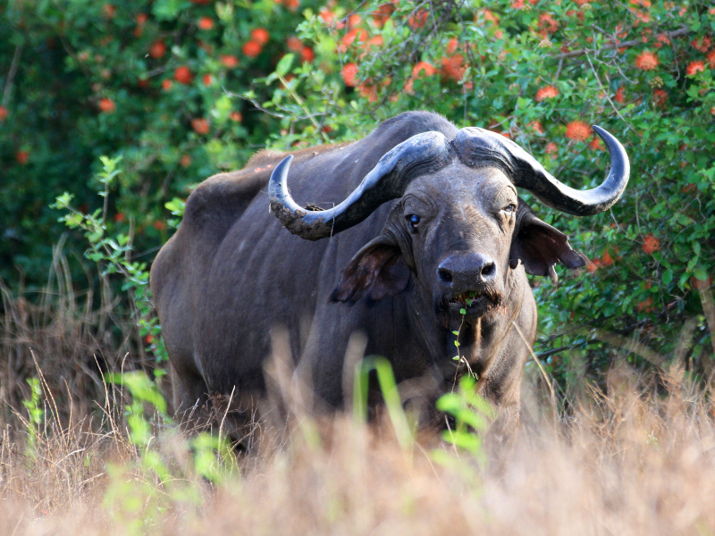 KRUGER SAFARI ADVENTURE + pre night included — 8